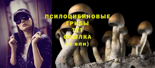 индика Каменногорск
