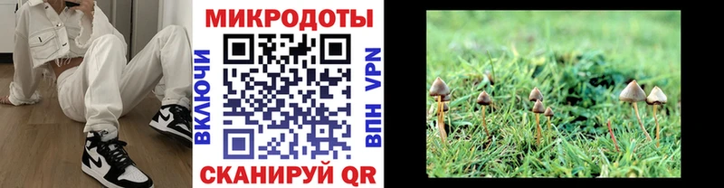 Купить  Костомукша  Галлюциногенные грибы Psilocybe 